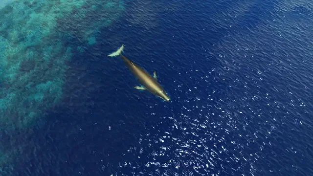 Whales
